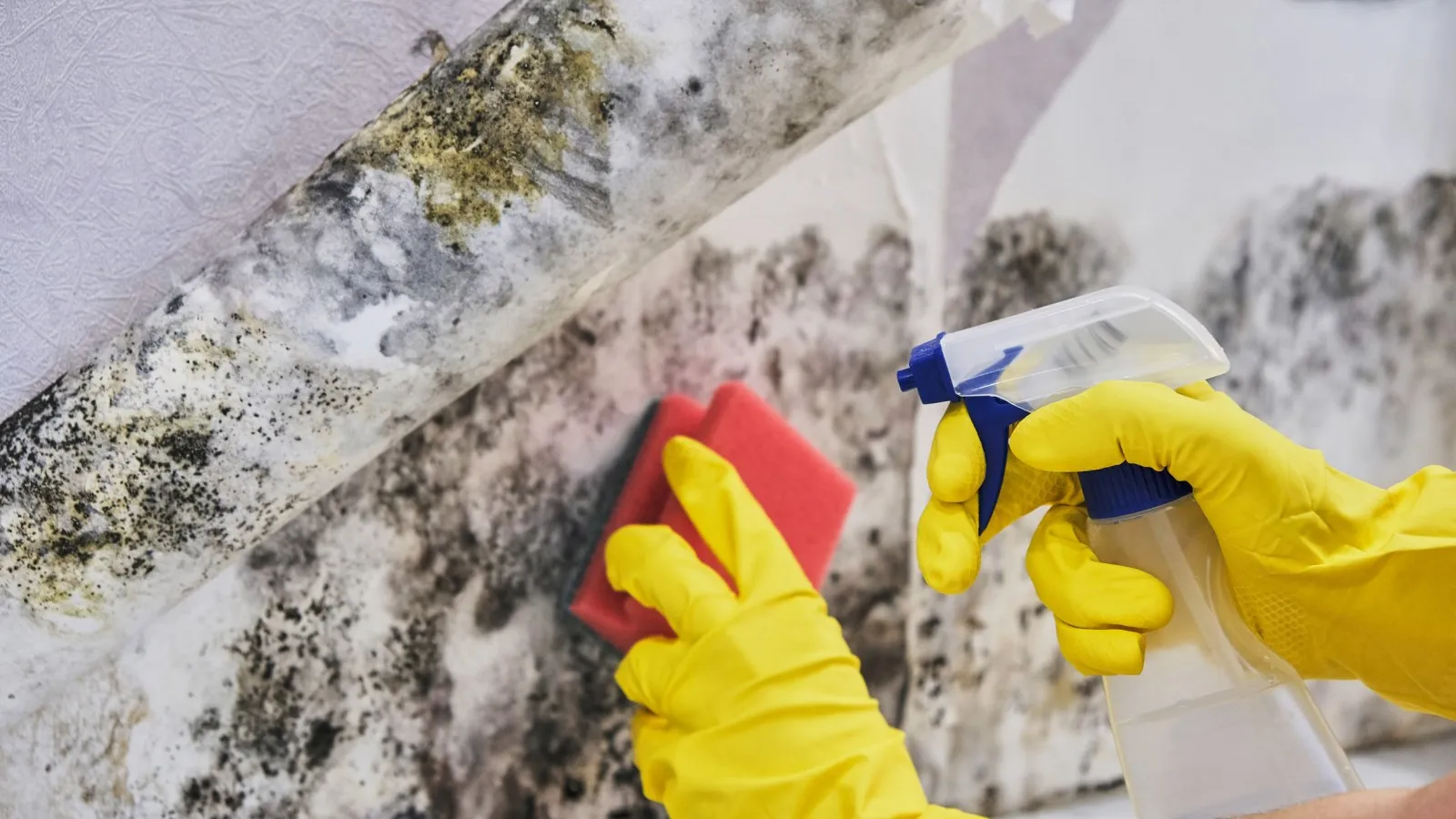 Professional cleaning mold from residential wall